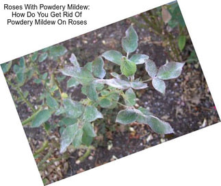 Roses With Powdery Mildew: How Do You Get Rid Of Powdery Mildew On Roses