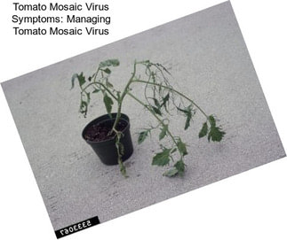 Tomato Mosaic Virus Symptoms: Managing Tomato Mosaic Virus