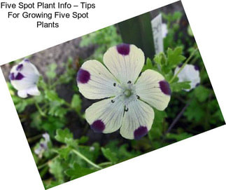 Five Spot Plant Info – Tips For Growing Five Spot Plants