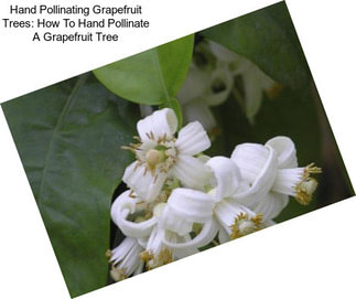 Hand Pollinating Grapefruit Trees: How To Hand Pollinate A Grapefruit Tree