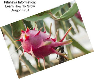 Pitahaya Information: Learn How To Grow Dragon Fruit