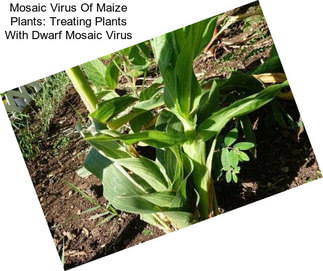 Mosaic Virus Of Maize Plants: Treating Plants With Dwarf Mosaic Virus