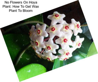 No Flowers On Hoya Plant: How To Get Wax Plant To Bloom