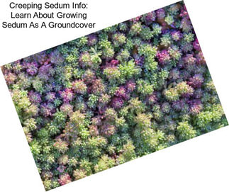 Creeping Sedum Info: Learn About Growing Sedum As A Groundcover