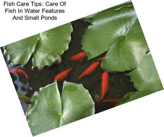 Fish Care Tips: Care Of Fish In Water Features And Small Ponds