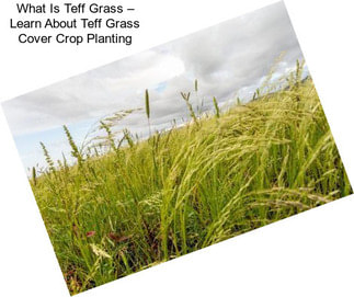 What Is Teff Grass – Learn About Teff Grass Cover Crop Planting