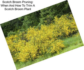 Scotch Broom Pruning: When And How To Trim A Scotch Broom Plant