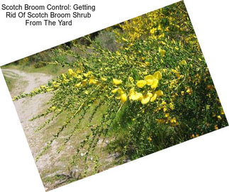 Scotch Broom Control: Getting Rid Of Scotch Broom Shrub From The Yard