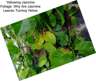 Yellowing Jasmine Foliage: Why Are Jasmine Leaves Turning Yellow