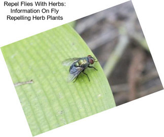 Repel Flies With Herbs: Information On Fly Repelling Herb Plants