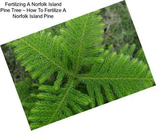 Fertilizing A Norfolk Island Pine Tree – How To Fertilize A Norfolk Island Pine