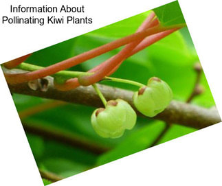 Information About Pollinating Kiwi Plants