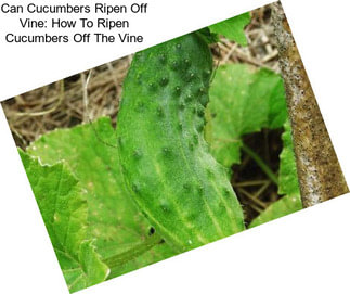 Can Cucumbers Ripen Off Vine: How To Ripen Cucumbers Off The Vine