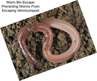 Worm Bin Escape: Preventing Worms From Escaping Vermicompost