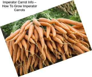 Imperator Carrot Info – How To Grow Imperator Carrots