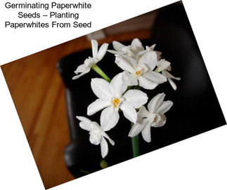 Germinating Paperwhite Seeds – Planting Paperwhites From Seed