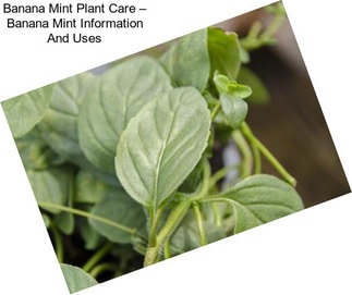 Banana Mint Plant Care – Banana Mint Information And Uses