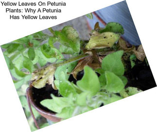 Yellow Leaves On Petunia Plants: Why A Petunia Has Yellow Leaves