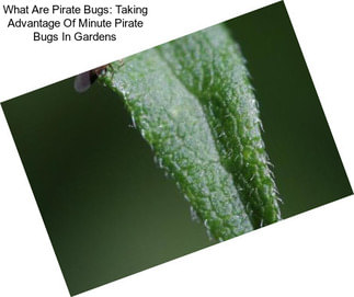 What Are Pirate Bugs: Taking Advantage Of Minute Pirate Bugs In Gardens
