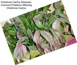 Christmas Cactus Diseases: Common Problems Affecting Christmas Cactus