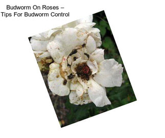 Budworm On Roses – Tips For Budworm Control