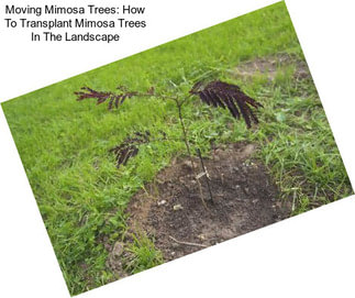 Moving Mimosa Trees: How To Transplant Mimosa Trees In The Landscape