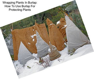 Wrapping Plants In Burlap: How To Use Burlap For Protecting Plants