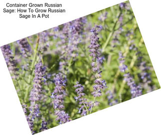 Container Grown Russian Sage: How To Grow Russian Sage In A Pot