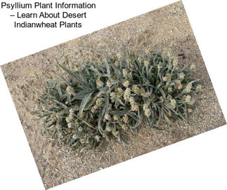 Psyllium Plant Information – Learn About Desert Indianwheat Plants