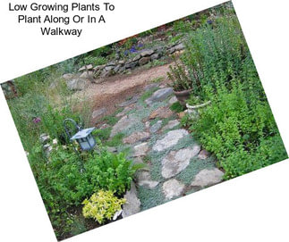 Low Growing Plants To Plant Along Or In A Walkway