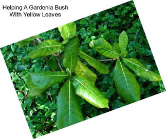 Helping A Gardenia Bush With Yellow Leaves