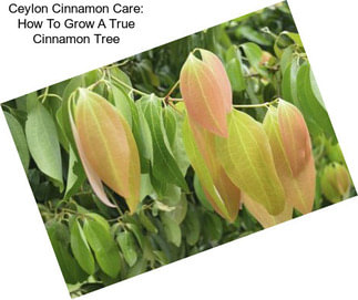 Ceylon Cinnamon Care: How To Grow A True Cinnamon Tree