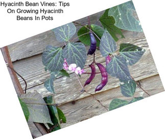Hyacinth Bean Vines: Tips On Growing Hyacinth Beans In Pots