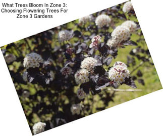 What Trees Bloom In Zone 3: Choosing Flowering Trees For Zone 3 Gardens