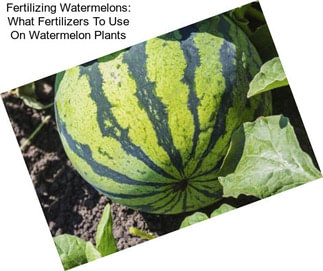 Fertilizing Watermelons: What Fertilizers To Use On Watermelon Plants