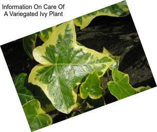 Information On Care Of A Variegated Ivy Plant