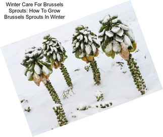 Winter Care For Brussels Sprouts: How To Grow Brussels Sprouts In Winter