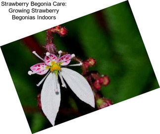 Strawberry Begonia Care: Growing Strawberry Begonias Indoors