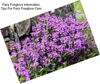 Fairy Foxglove Information: Tips For Fairy Foxglove Care