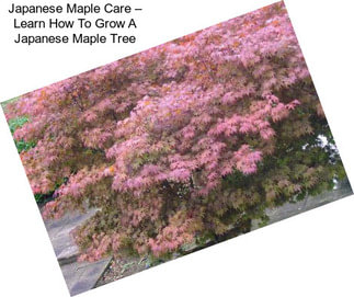 Japanese Maple Care – Learn How To Grow A Japanese Maple Tree