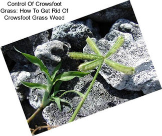 Control Of Crowsfoot Grass: How To Get Rid Of Crowsfoot Grass Weed