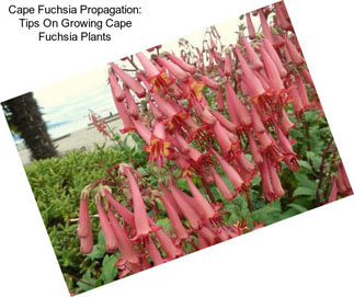 Cape Fuchsia Propagation: Tips On Growing Cape Fuchsia Plants