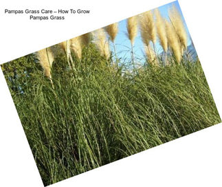 Pampas Grass Care – How To Grow Pampas Grass