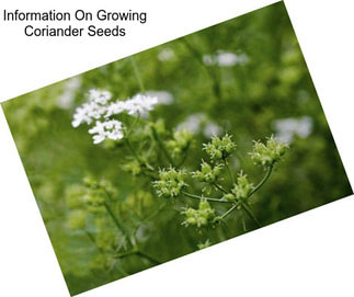 Information On Growing Coriander Seeds