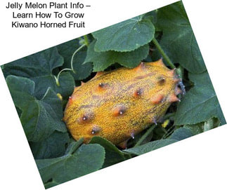 Jelly Melon Plant Info – Learn How To Grow Kiwano Horned Fruit