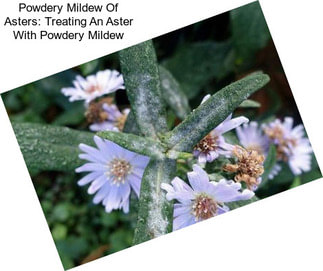 Powdery Mildew Of Asters: Treating An Aster With Powdery Mildew