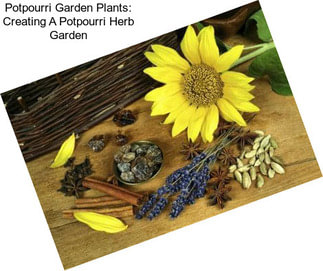 Potpourri Garden Plants: Creating A Potpourri Herb Garden