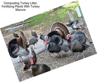 Composting Turkey Litter: Fertilizing Plants With Turkey Manure