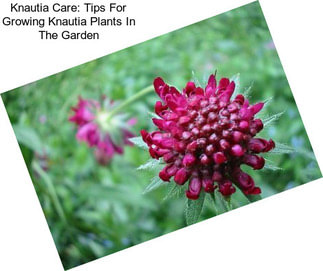 Knautia Care: Tips For Growing Knautia Plants In The Garden