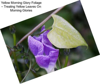 Yellow Morning Glory Foliage – Treating Yellow Leaves On Morning Glories